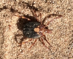 Amblyomma hebraeum