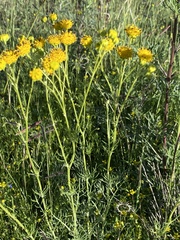 Hymenopappus flavescens