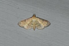 Herpetogramma fluctuosalis