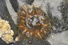 Anthopleura artemisia