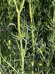 Hymenopappus flavescens
