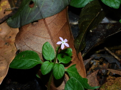 Sipanea biflora