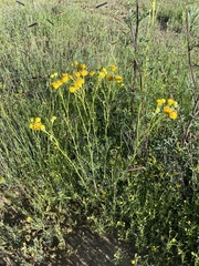 Hymenopappus flavescens