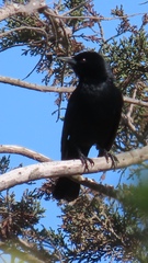 Curaeus curaeus curaeus