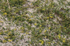 Galium arenarium