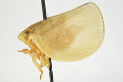 Acanalonia gaumeri