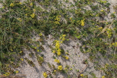 Galium arenarium