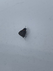 Electrostrymon angelia