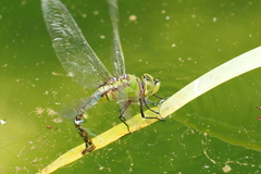 Anax panybeus