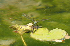 Anax panybeus