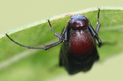 Macrosiagon pectinata