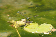 Anax panybeus