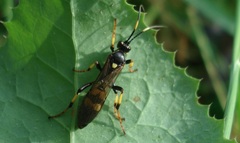 Diphyus trifasciatus