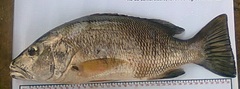 Lutjanus novemfasciatus