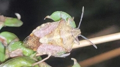 Carpocoris purpureipennis