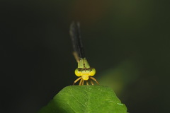 Ceriagrion fallax