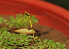 Ceriagrion fallax
