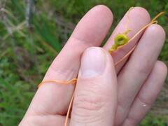 Smicronyx sculpticollis