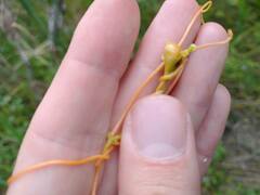 Smicronyx sculpticollis