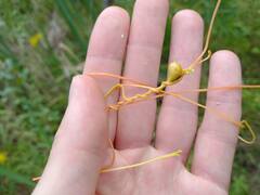 Smicronyx sculpticollis