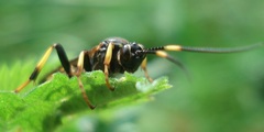 Diphyus trifasciatus