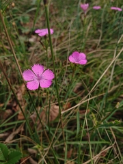 Dianthus seguieri