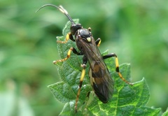 Diphyus trifasciatus