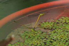 Ceriagrion fallax