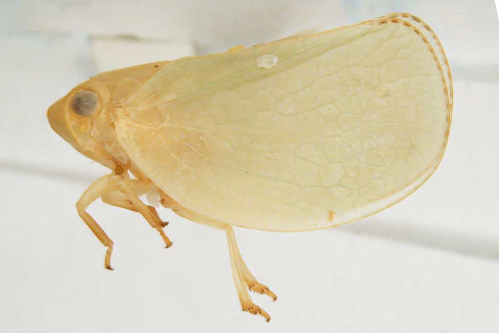 Acanalonia hewanorrae