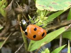 Coccinella septempunctata