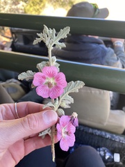 Anisodontea malvastroides