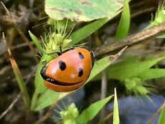 Coccinella septempunctata