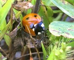 Coccinella septempunctata