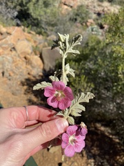 Anisodontea malvastroides