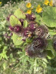 Arctium