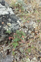 Potentilla vulcanicola