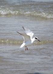Sterna forsteri
