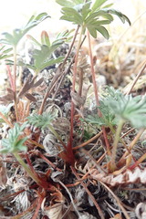 Potentilla vulcanicola