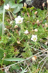 Cherleria arctica
