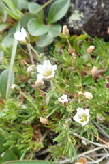 Cherleria arctica