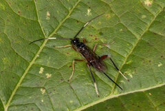 Mesostenus thoracicus