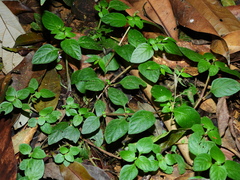 Sipanea biflora
