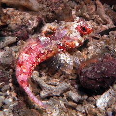 Synchiropus morrisoni