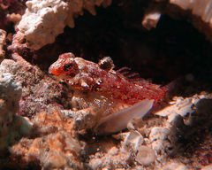 Synchiropus morrisoni