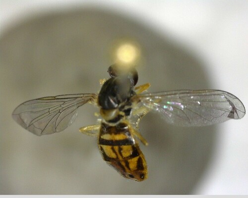 iNaturalist observation photo of Margined Calligrapher