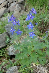 Delphinium brachycentrum