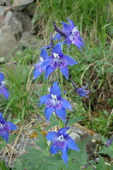 Delphinium brachycentrum
