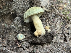 Gyroporus cyanescens