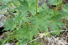 Delphinium brachycentrum