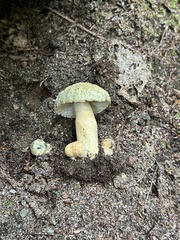 Gyroporus cyanescens